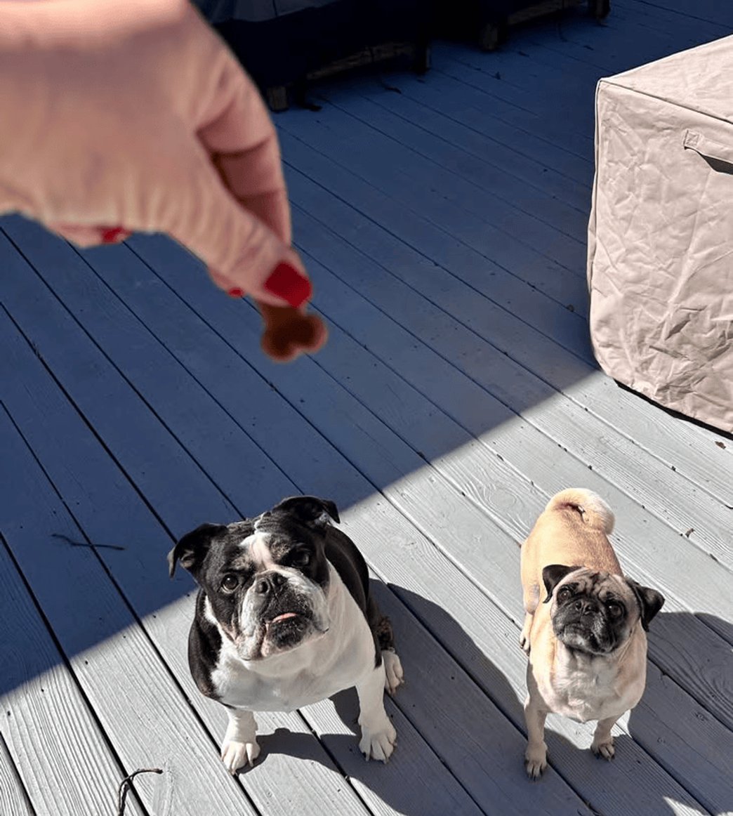 Wilson and Tally enjoying fresh baked treats from Zippy Scoops